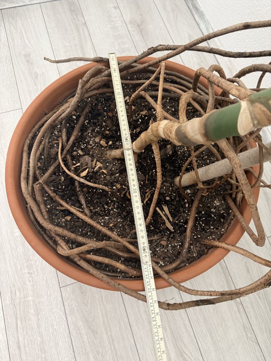 Plantes & graines: Monstera Deliciosa – D'occasion à Binningen par bob_m2qg 5