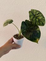 Alocasia Dragon Scale Mint Variegata im SB-Topf