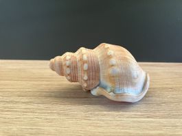 Schöne Struthiolaria papulosa, 70 mm, Sammlerstück