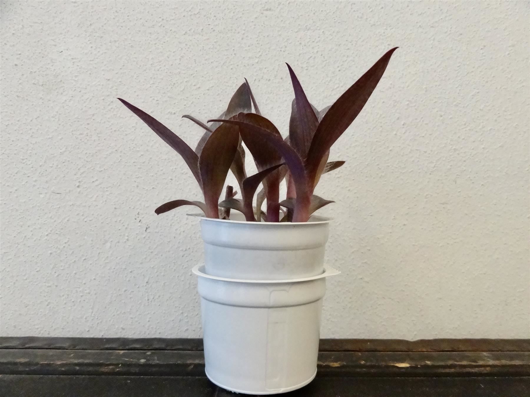 Piante & sementi: Mexikanische Dreimasterblume violett – Nuovo e nell'imballaggio originale da Kerzers venduto da zimmergruen 7