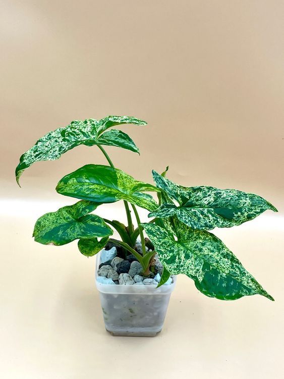 Piante & sementi: Syngonium mottled 'Mojito' – Nuovo (secondo la descrizione) da Zürich venduto da Leafscape
