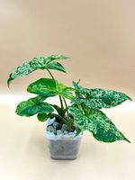 Syngonium mottled 'Mojito'