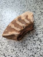 Fossilienfundstück - einzigartiger Ammonit, Rarität!