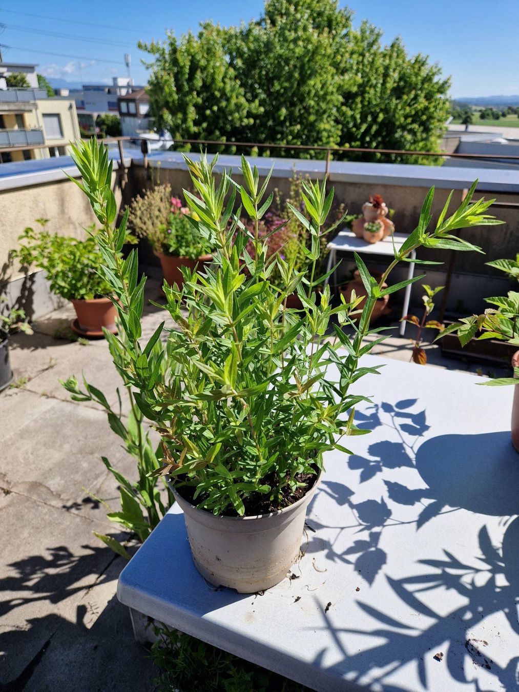 Piante & sementi: Balkon-/Terrassenpflanze: Blutweiderich – Usato da Münchenbuchsee venduto da Aare22 1