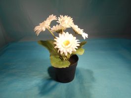 Margariten im Topf, H: 21cm