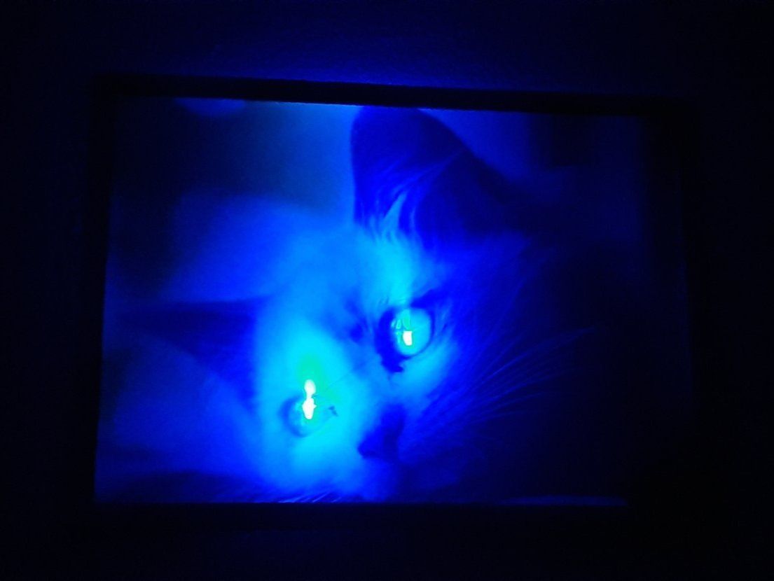 Foto & Immagini: LED Kunstbild Die weisse Katze – Nuovo e nell'imballaggio originale da Kilchberg ZH venduto da ruedi34 2