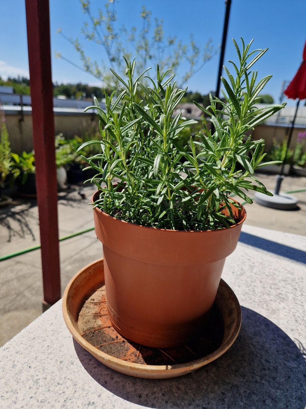 Piante & sementi: Balkon-/Gartenpflanze: Rosmarin – Usato da Münchenbuchsee venduto da Aare22 1