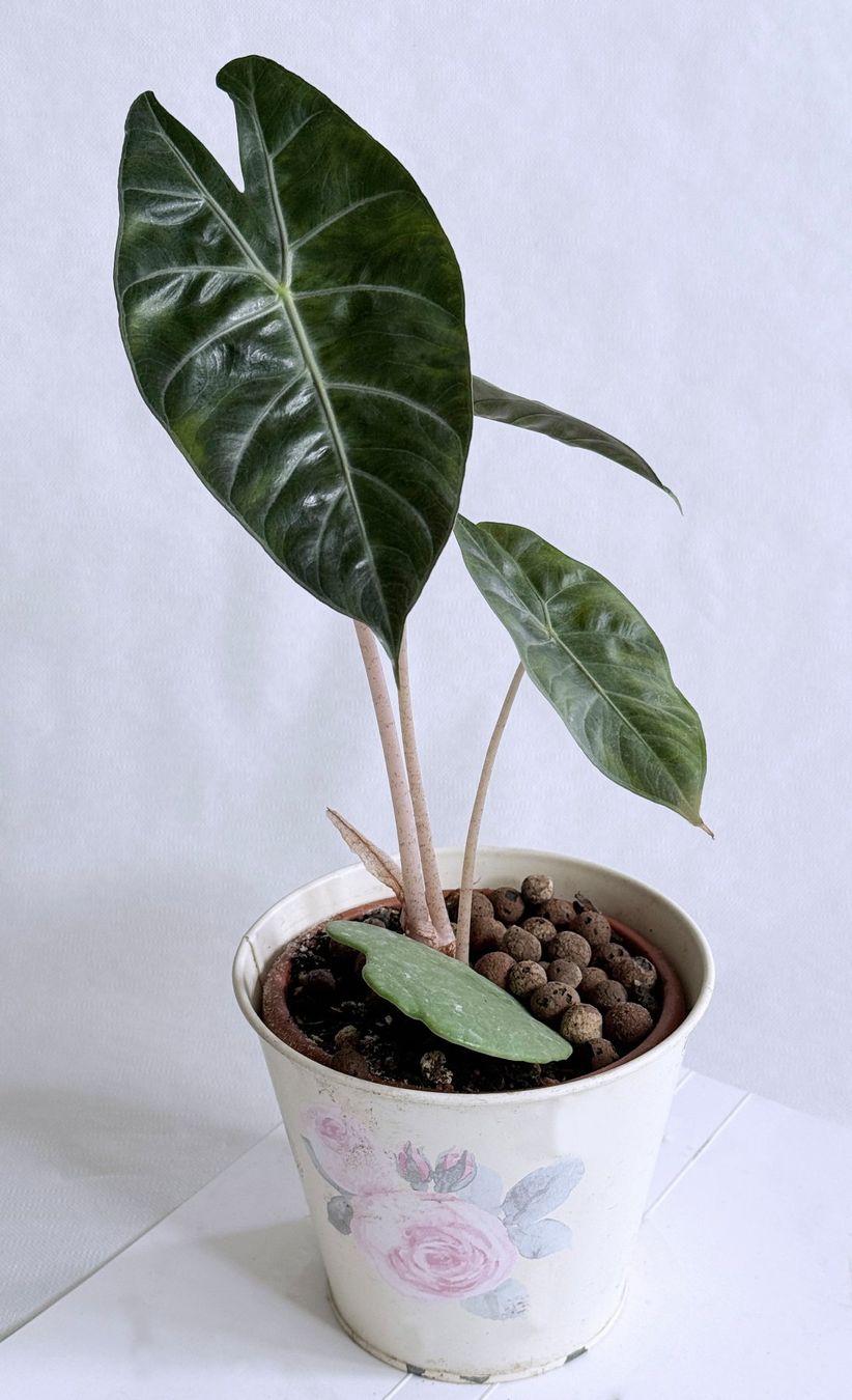 Piante & sementi: Alocasia*Pink Dragon***** – Nuovo (secondo la descrizione) da Dübendorf venduto da Orchid18 1