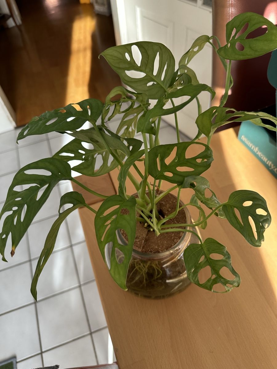 Piante & sementi: Monstera mini im Glas  – Usato da Bern venduto da Ruhrallee 1