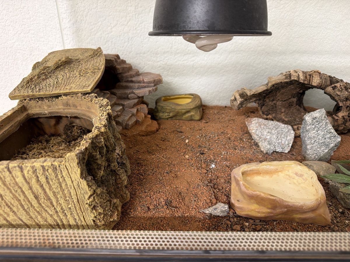 Terrario: Terrarium 100 x 50 x 50cm Leopardgecko – Usato da Menziken venduto da Razak 2