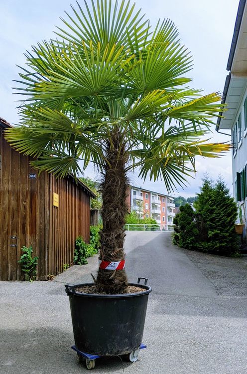 Tessinerpalme Hanf Palme Schweizer Zucht 2.9m 140cm Stamm Kaufen