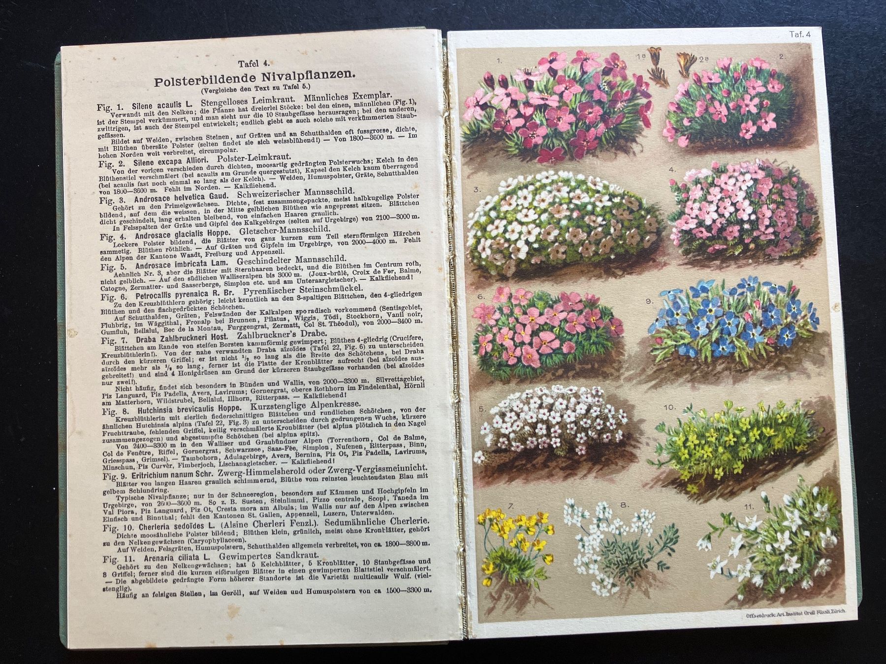 Bücher: Alpenflora von L. u. Prof. C. Schröter – Gebraucht aus Wangen ZH von day01 2
