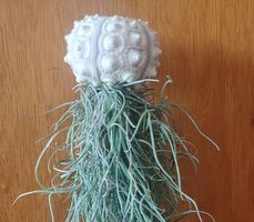 Luftpflanze Tillandsia usneoides mit Seeigel. 1