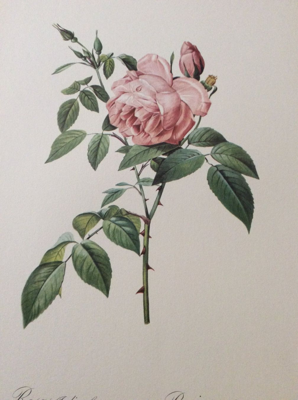 Grafica & Litografie: Illustration PJ Redouté – Usato da Genève venduto da edelweiss1900 1