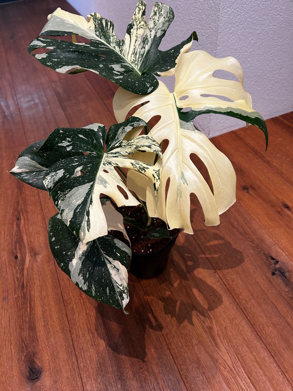 Piante & sementi: Monstera Thai Constellation💚 – Usato da Wattwil venduto da Mikesplantshop 2