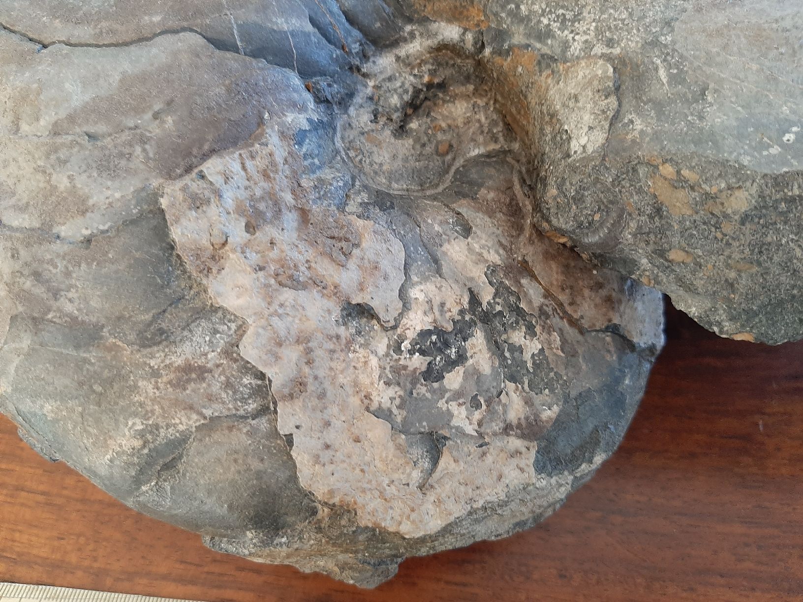 Fossili: Schöner Nautilus – Usato da Rickenbach BL venduto da Oktober68 1