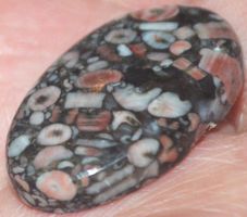 Cabochon L-878 – Crinoid Fossil – 31x18mm
