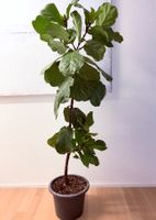 Ficus Lyrata Geigenfeige Fiddle Leaf fig plant 187 cm