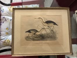 Alte gerahmte Vogelbild-Lithographie mit Goldrahmen.