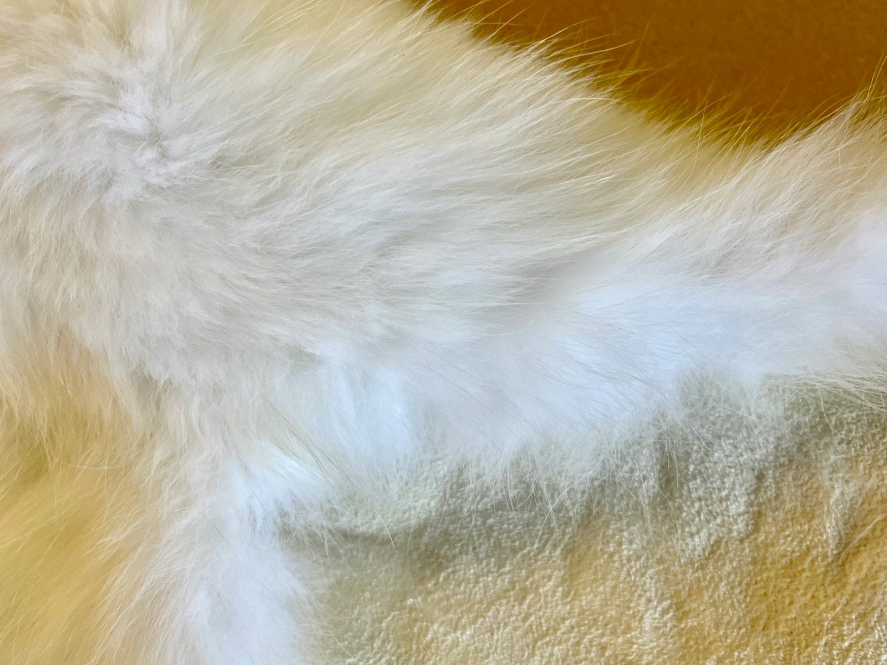Il mondo degli animali: Echtes Polar Fuchs Fell - Neu – Nuovo (secondo la descrizione) da Thun venduto da Abalona3600 2