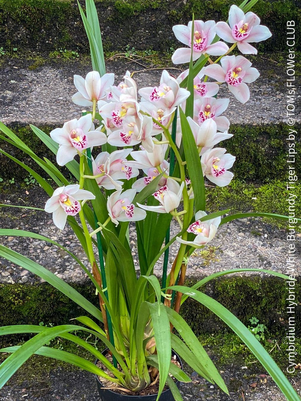 Piante & sementi: Cymbidium Hybride White Burgundy Tiger Lips – Nuovo e nell'imballaggio originale da Adliswil venduto da asTOMas963 3