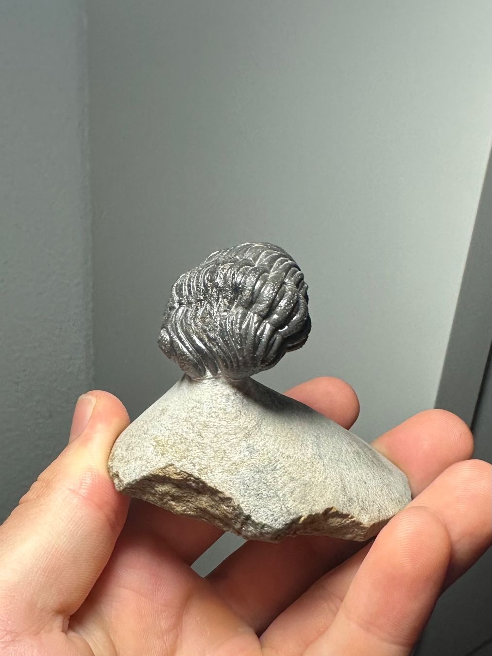 Fossili: Fossiler Trilobit - Phacops africanus – Usato da Lutzenberg venduto da CS65 3