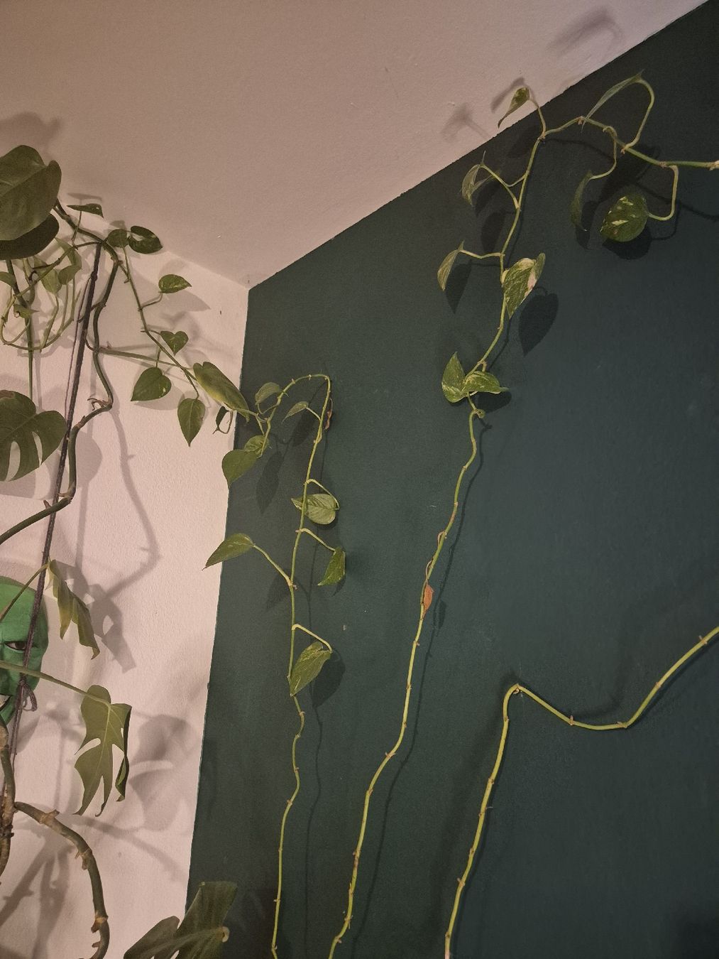 Piante & sementi: Schöne Kletterzimmerpflanze in grossem Topf – Usato da Zürich venduto da flo_7trs 1