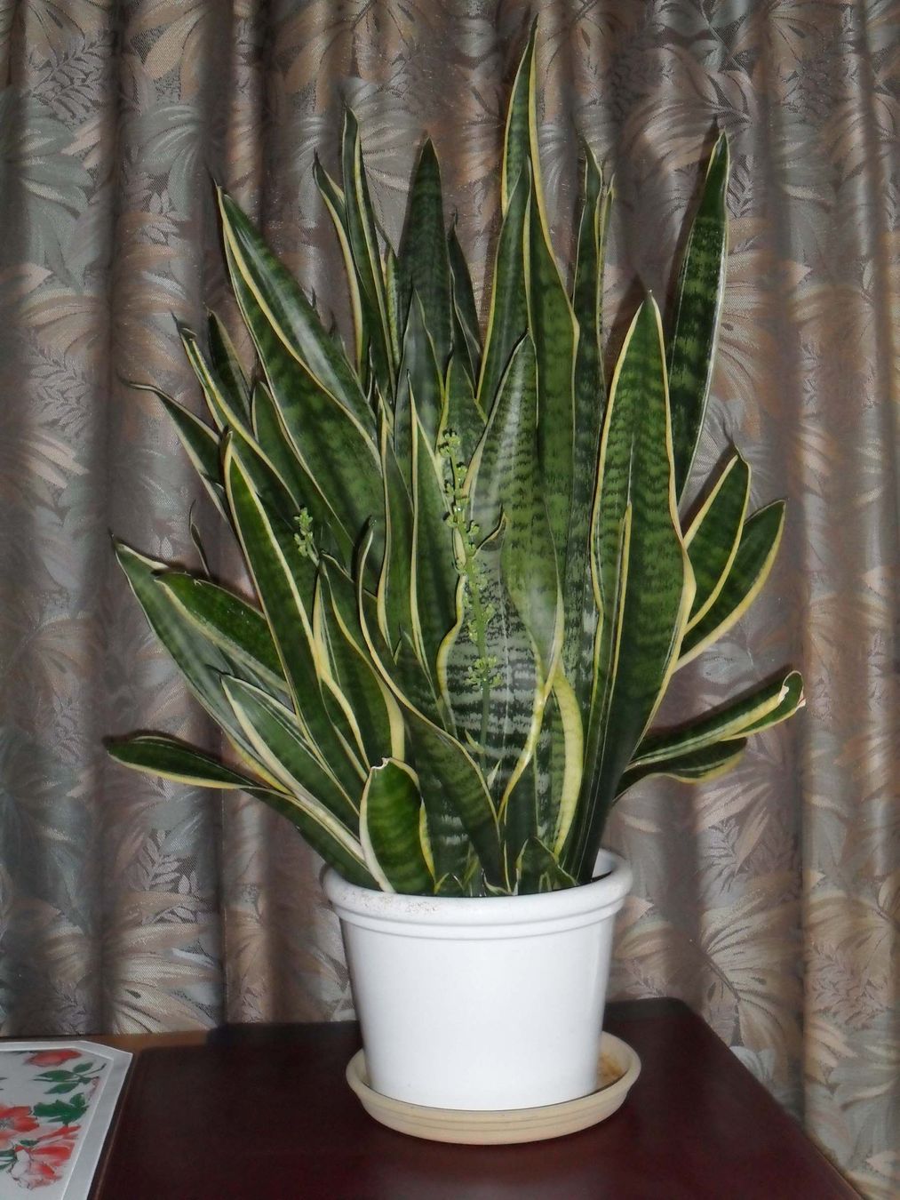 Bogenhanf (Schwiegermutterpflanze/Sansevieria) (Gebraucht) in Rapperswil BE  fr CHF 29  nur Abholung auf Ricardo kaufen