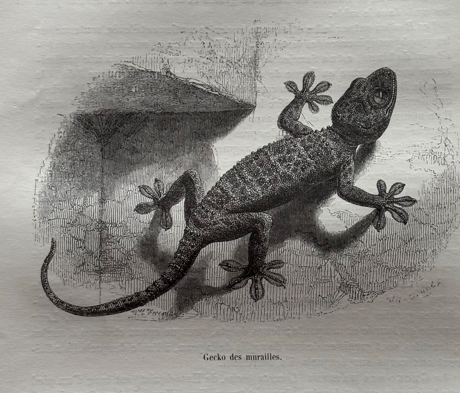 Incisioni: Stahlstich 1843 - Gecko – Usato da Frauenfeld venduto da Merk52
