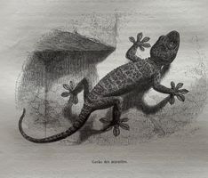 Stahlstich 1843 - Gecko