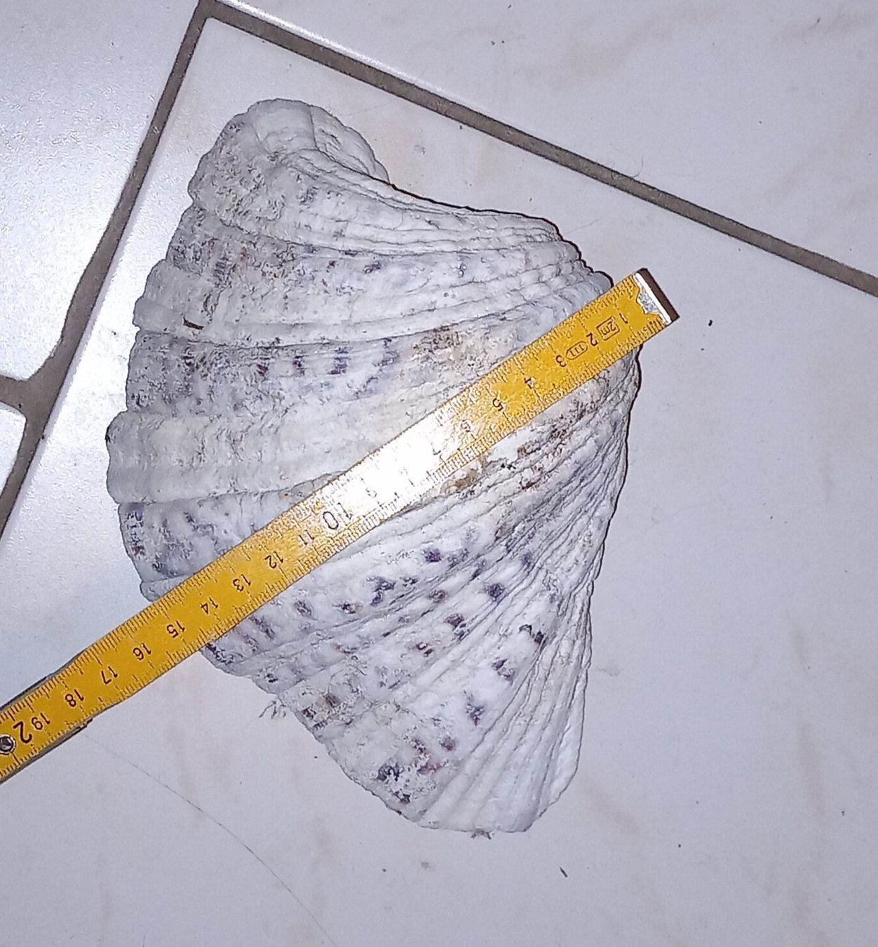 Fossili: MUSCHEL – Usato da Ried-Brig venduto da ugukim 1
