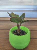Kleiner Jadebaum / Geldbaum (Crassula ovata) mit Topf