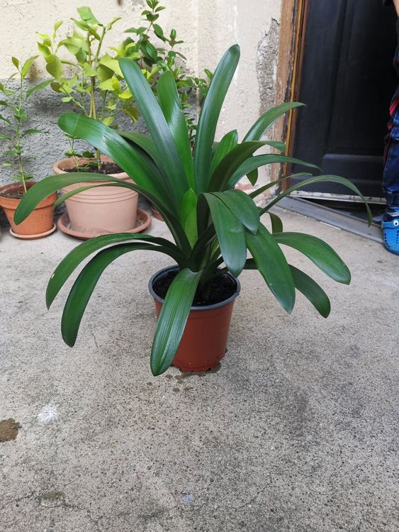 Clivia Kaufen auf Ricardo