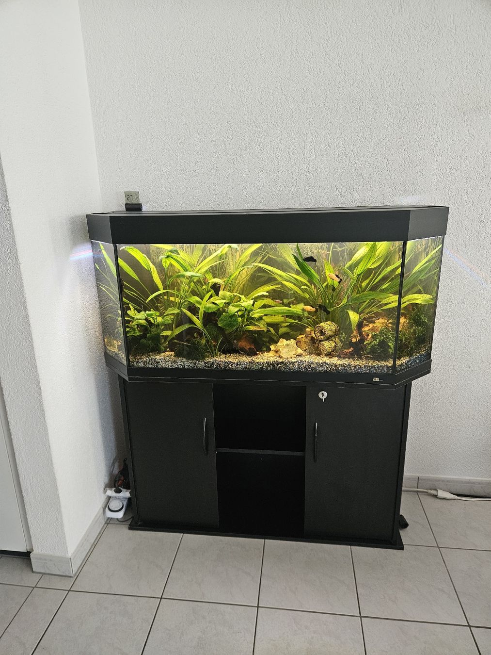 Acquari: Aquarium Juwel 250l – Usato da Gerolfingen venduto da ren_gyt6
