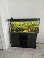Aquarium Juwel 250l