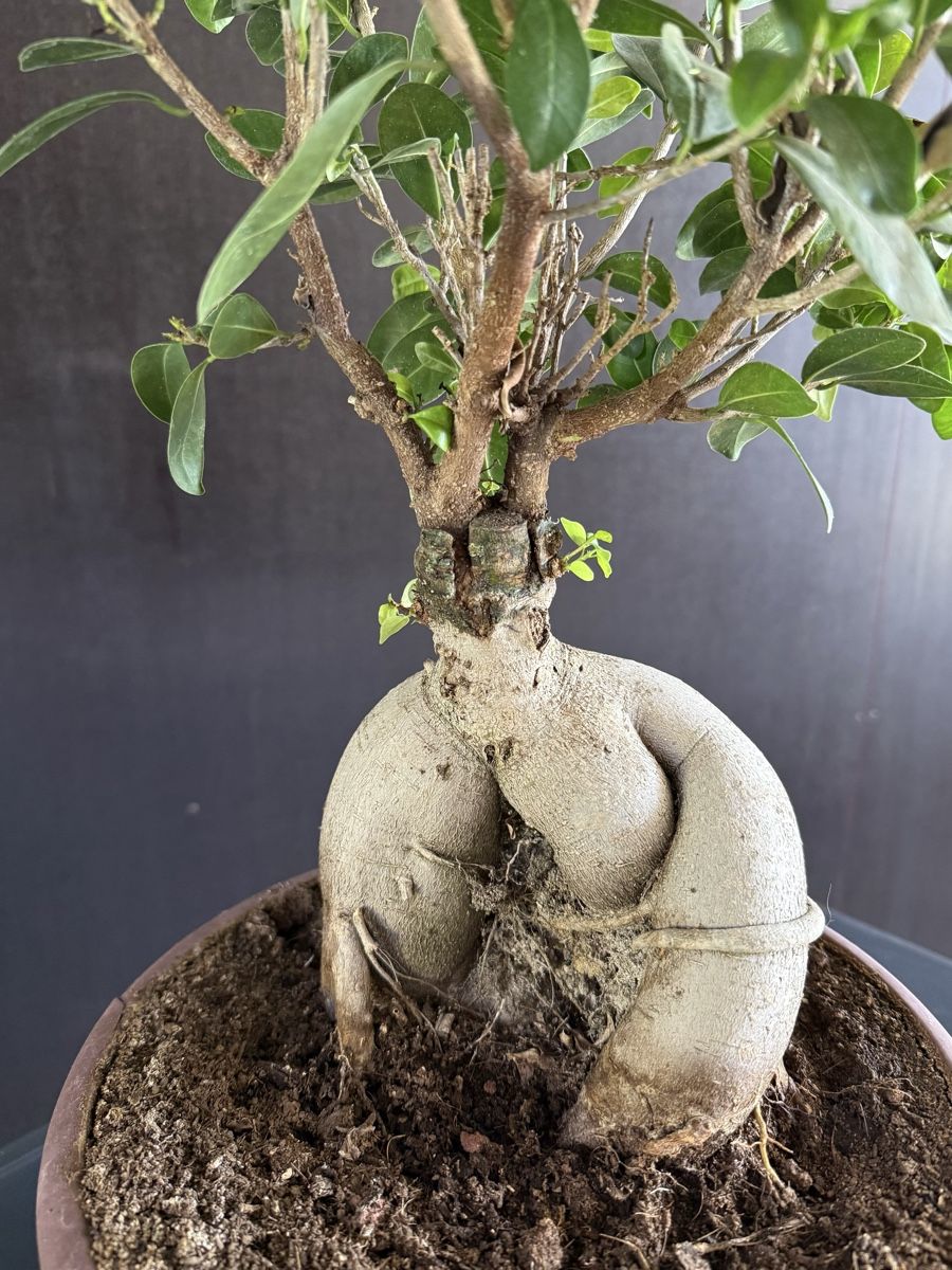 Piante & sementi: Bonsaï ficus ginseng – Usato da Bern venduto da LM08 2