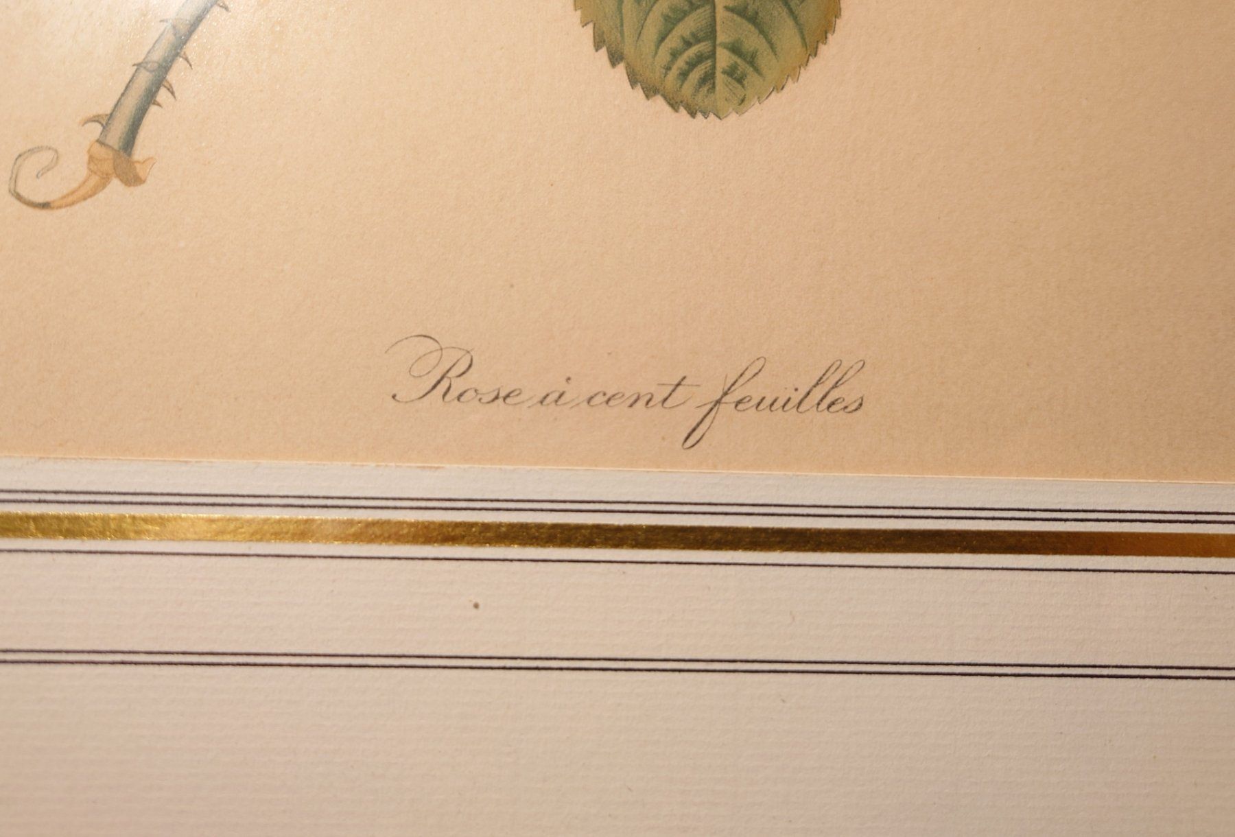 Dipinti: Antikes Bild "Rose à cent feuilles" Pierre-Joseph Redouté – Usato da Zürich venduto da Rst7 6