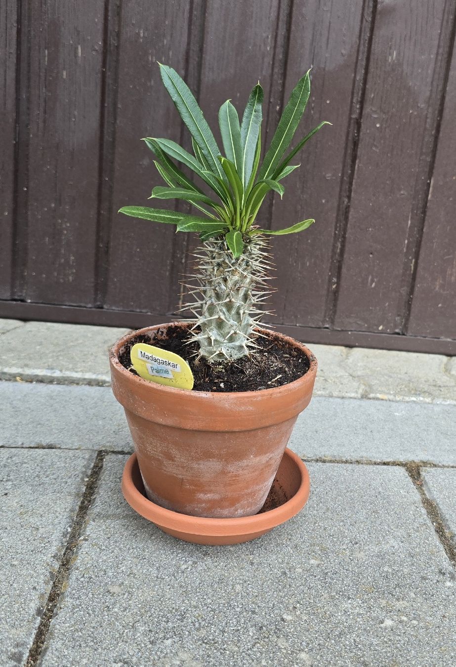 Piante & sementi:  Madagaskar Palme  – Usato da Aarburg venduto da Glitzerschein
