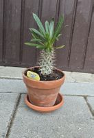  Madagaskar Palme 