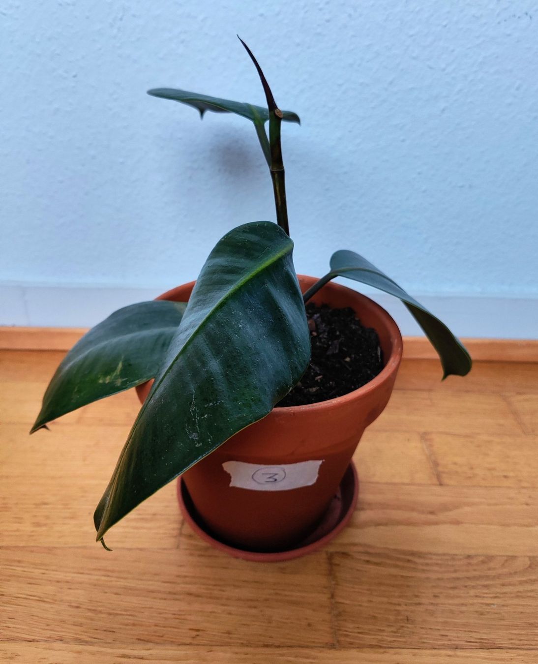 Piante & sementi: Ficus Elastica – 45 cm avec pot – Usato da Carouge GE venduto da for_8yym 1