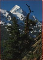 LÖTSCHENTAL Alte Arve ob Fafleralp - Bietschhorn