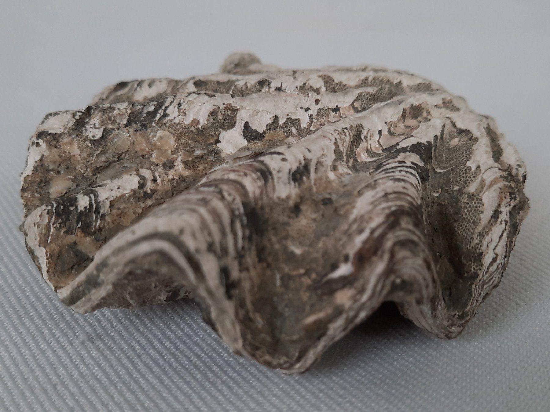 Fossili: Fossile Muscheln und Seeigelstacheln – Usato da Beinwil am See venduto da Restwert_Beinwil 4