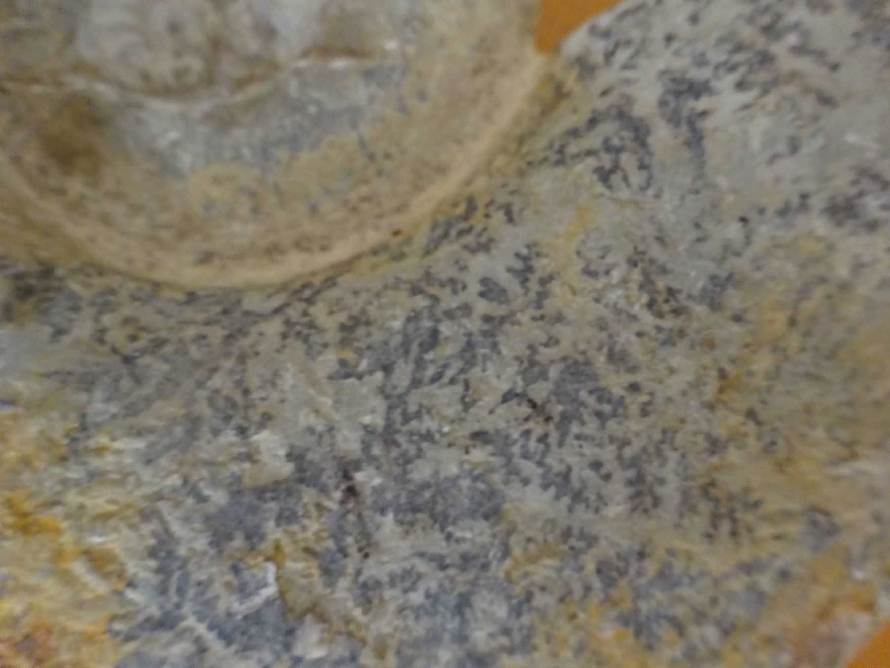 Fossilien: Grosser Ammonit / 3500 Gramm – Gebraucht aus Esslingen von eintagammeer 4