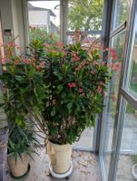 Christusdorn Pflanze Topf mit Blueten ca 185cm hoch