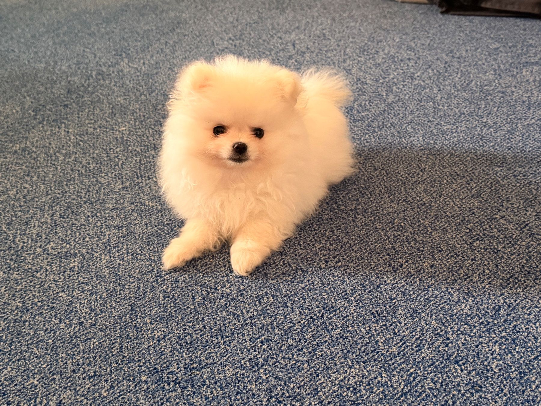 Cucce & Letti: Pomeranian Welpe weiss – Usato da Rothrist venduto da sab_9vhn 3