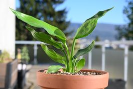 Strelitzia reginae (Paradiesvogelblume) – ca. 9 Monate alt
