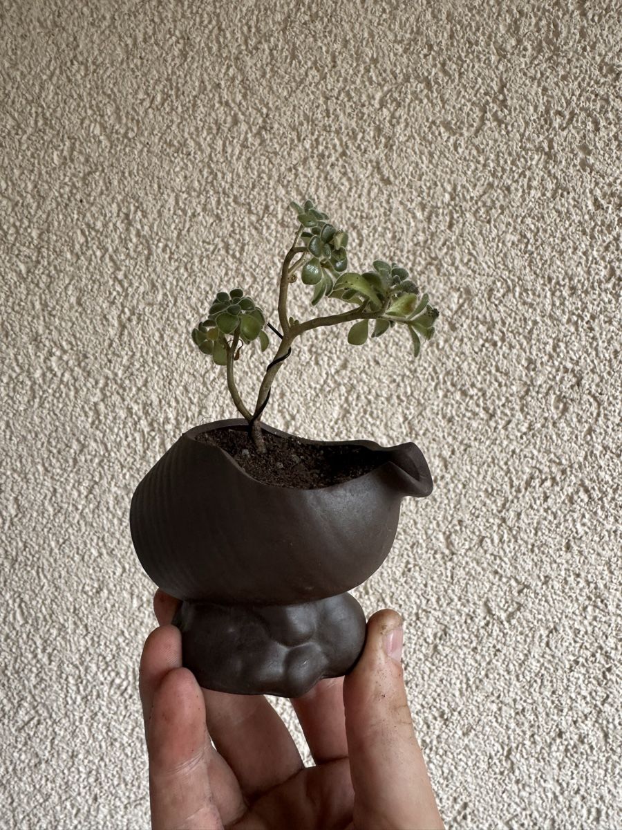 Plantes & graines: Kleiner Sukkulenten Bonsai – D'occasion à Rümlang par Gruseh.ch 1