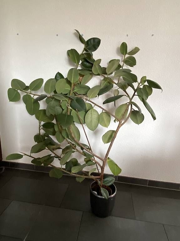 monstera deliciosa or borsigiana Monstera Borsigiana – Okanoka