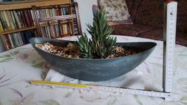 Kaktus Haworthia in Keramikschale neuwertig