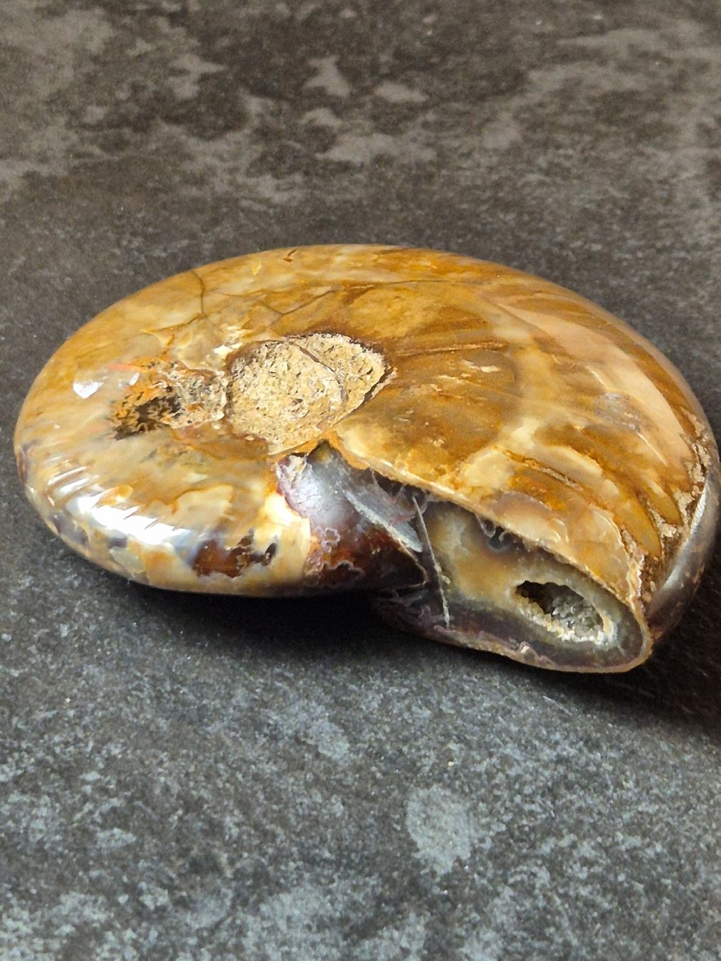 Fossili: Versteinerte Nautilusschnecke – Nuovo (secondo la descrizione) da Abtwil SG venduto da Adler770 2